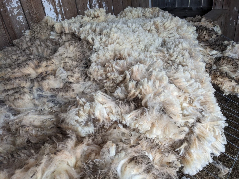 Vellón de fibra de lana cruda de lana merino blanca de 2,5 libras Foto 4 de 4