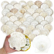 50PCS Scallop Shells for Crafts Large 4''5'' White Beach Natural Shells Bulk ...