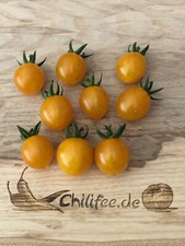 Pomodoro semaforico giallo Tumbling Tom giallo pomodoro da balcone pomodoro da appendere