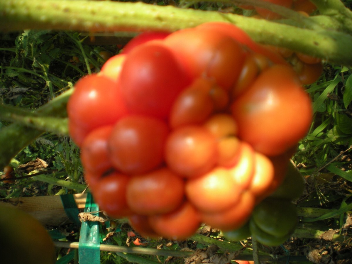 Développement De La Filière Tomate Industrielle : Lorsque L’aval