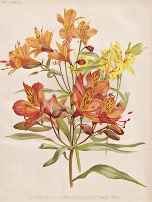 Inkalilien Peruvian lily New Zealand Blume flower Botanik botany Robinson Litho