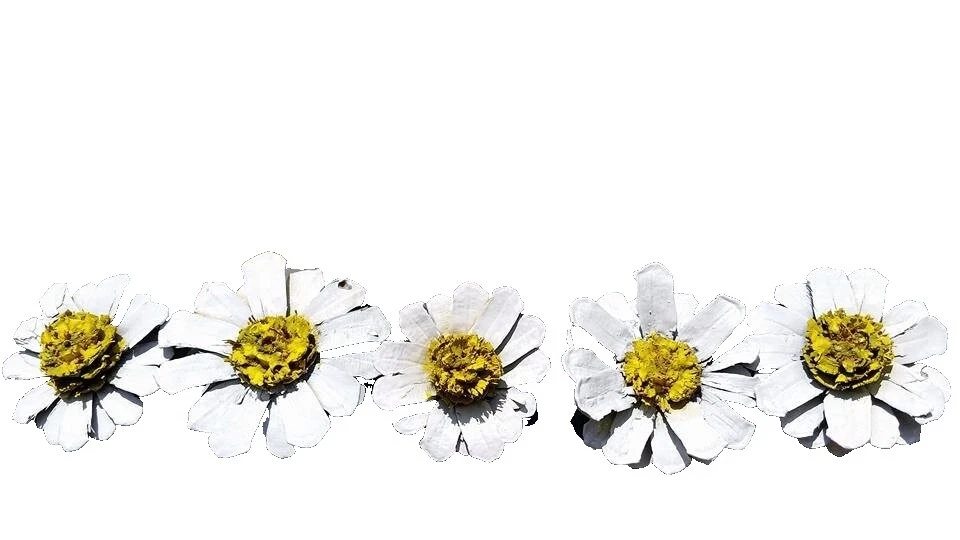 Decoración Floral de Madera White