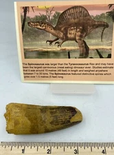 Spinosaurus 3 1/4” Tooth  Teeth Dinosaur Fossil before T Rex Cretaceous C72