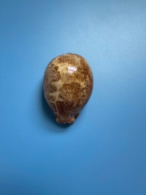 67.9mm | Cypraea Mappa | F+++ GEM|Orange mouth| Rainbow effect| Strange pattern