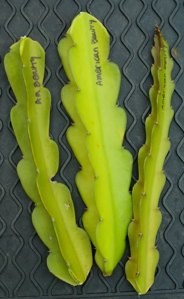 3 American Beauty Dragon Fruit Fresh Cuttings 8 -10 inch long self pollinating - Image 3 of 4