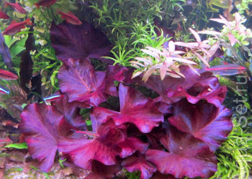 Red Tiger Lotus – Live Aquarium Plant – Easy Care – Vibrant Red Leaves - Picture 3 of 7