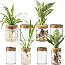 Glass Plant Propagation Stations for Plants   Set of 8 4 Large  4 Small Hydrop