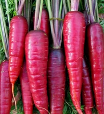 PURPLE CARROT SEEDS 500+ "COSMIC" vegetable GARDEN plants NON-gmo FREE SHIPPING