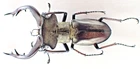 D45580. Insects, Lucanidae: Lucanus Gradivus sp. Vietnam, Ha Giang. 58mm