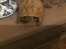 taxidermie ancienne , tortue naturalisée