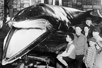 Ein Riesenwal gefangen vor Küste Hamburg bewunderte Einheimische Deutschland - 1932 4x6 Foto