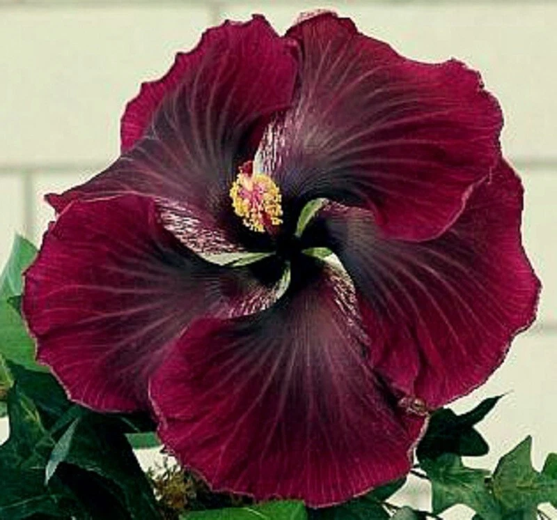Rare hibiscus Black Dragon 3 fresh Unrooted Cuttings
Opens in a new window or tab