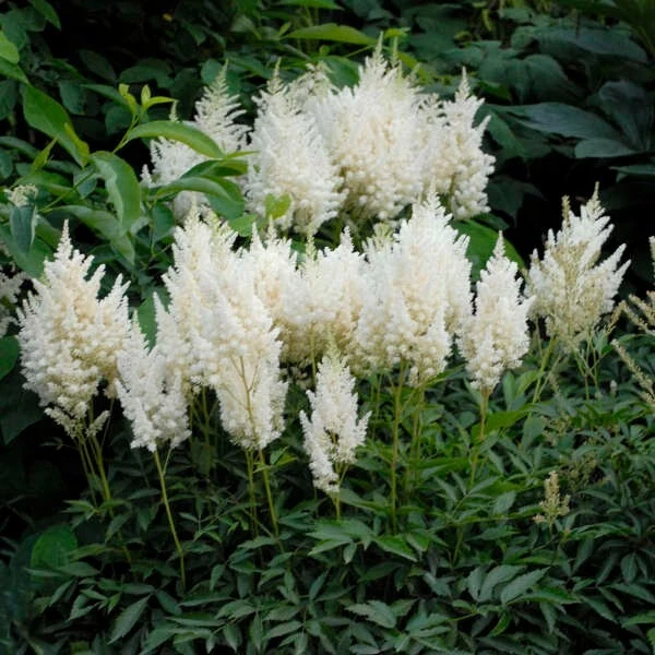 Ozark Mountain Plants Astilbe Perennial Plant - Thumbnail 2