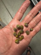 200 LIVE FRESHWATER GOLDEN BABY CLAMS. FILTER FEEDER GREEN WATER CONTROL