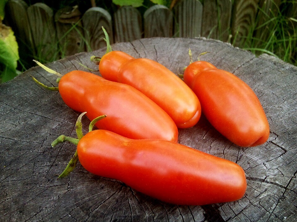 Seeds Tomato Pepper Type Red Long Vegatable NON-GMO Organic