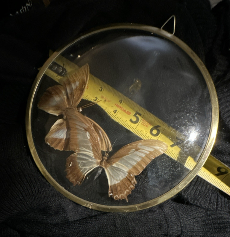 Butterfly Display Case Glass Metal Frame Two Brown Butterflies 6" Diameter
