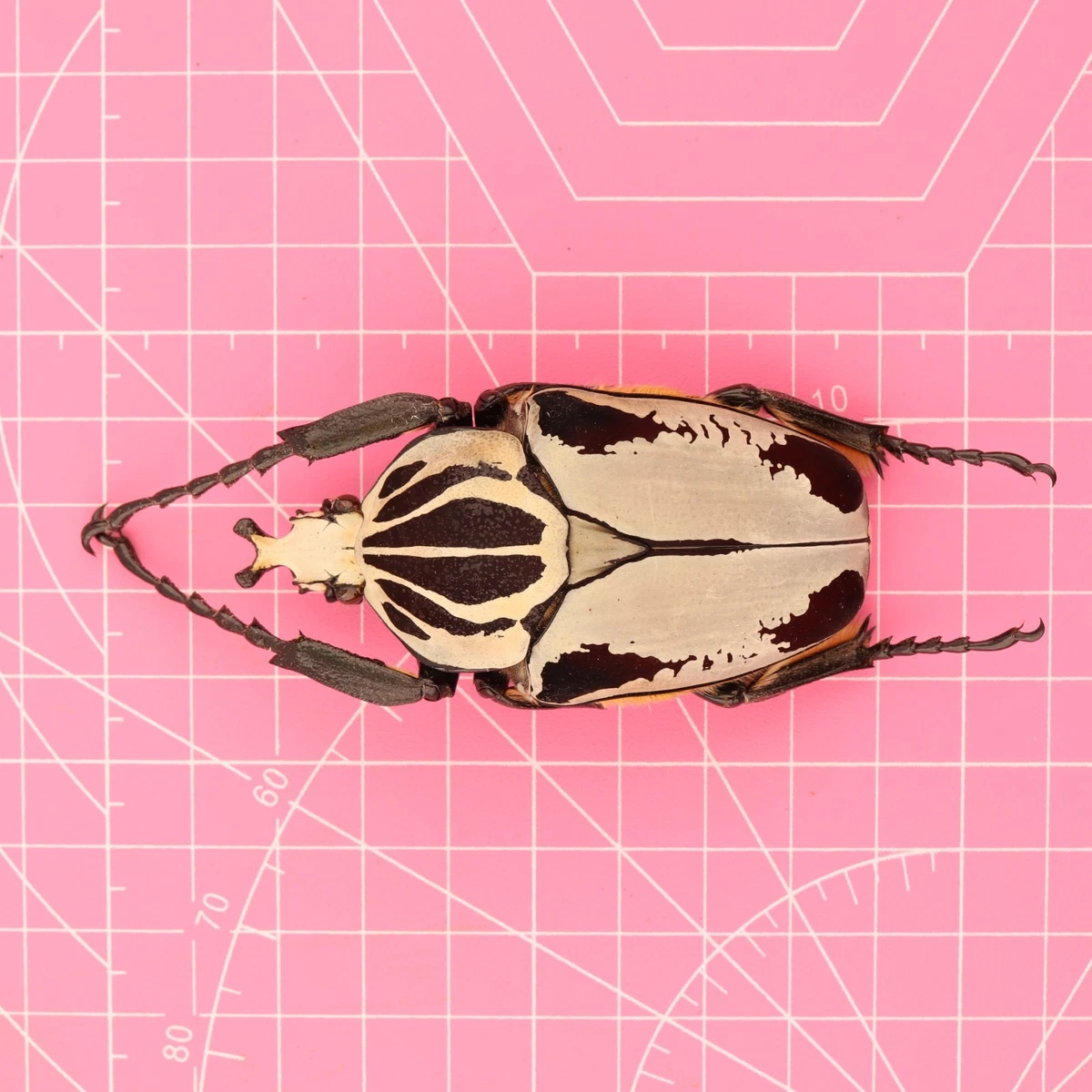 Goliathus Beetle for sale | eBay