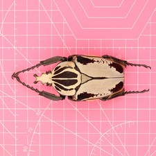 標本 Cameroon Goliathus goliathus 79mm Cameroon Goliathus goliathus 79mm M <1110z昆虫標本・カブトムシ他