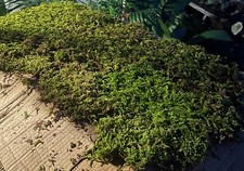 Fresh Sheet Moss. 3 to 5 lb. Box - Approx. 3.5 square ft. 1