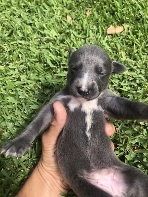 easy dog walking harness