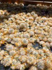 Dried Arnica cordifolia flowers - REAL ARNICA not mexican "arnica" - 8 oz. bag