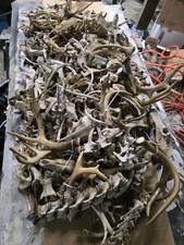 Craft Grade Medium Flat Rate Box Of Bones, Antlers And Skulls