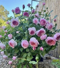 Olivia Rose Austin – Fragrant Pink English Rose with no