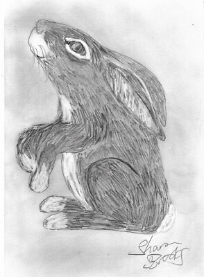 Hase schaut nach links Skizze von Sharon Louise Brooks