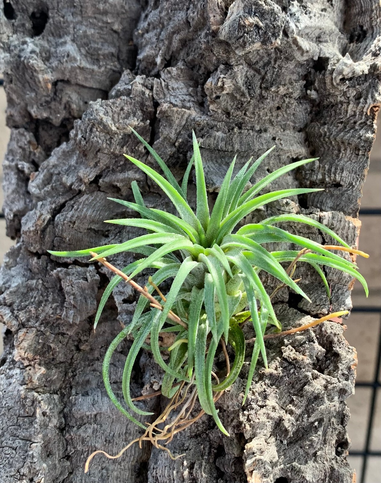 Tillandsia Ionantha Firecracker Air Plants eBay