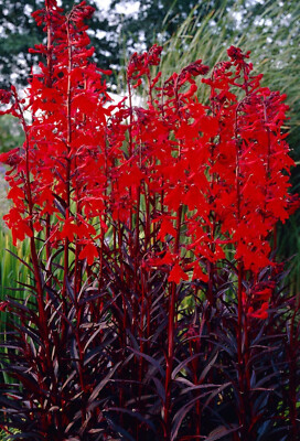 Lobelia Queen Victoria LIVE Water Plants Pond Feature Reed Aquatic Bog 