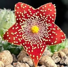 Huernia lophantera, VERY RARE, no Stapelia,  Caralluma  and Orbea 