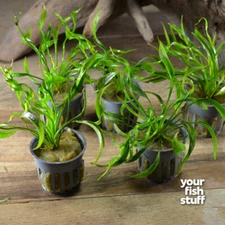 Echinodorus Vesuvius Sword Plant Live Aquarium Plant Buy 1 Get 1 50%OFF POTTED