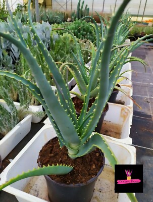 PIANTA DI ALOE ARBORESCENS Coltivate in BIO. pianta in Vaso, NO TALEA di  2anni. | eBay.de