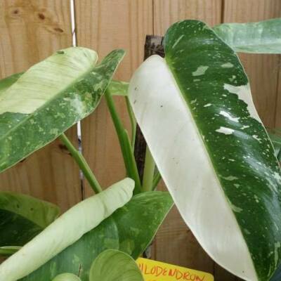 hastatum variegata Philodendron Hastatum Silver Sword Variegata - Rare Plant main image 0