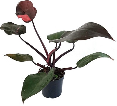 Philodendron Pink Princess - rosa Baumfreund - exotische Zimmerpflanze