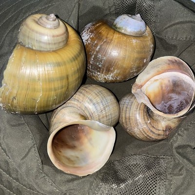 4 Jumbo 3+  Apple Snail Shells w/2.5+  openings Natural Clean Fish decor crafts