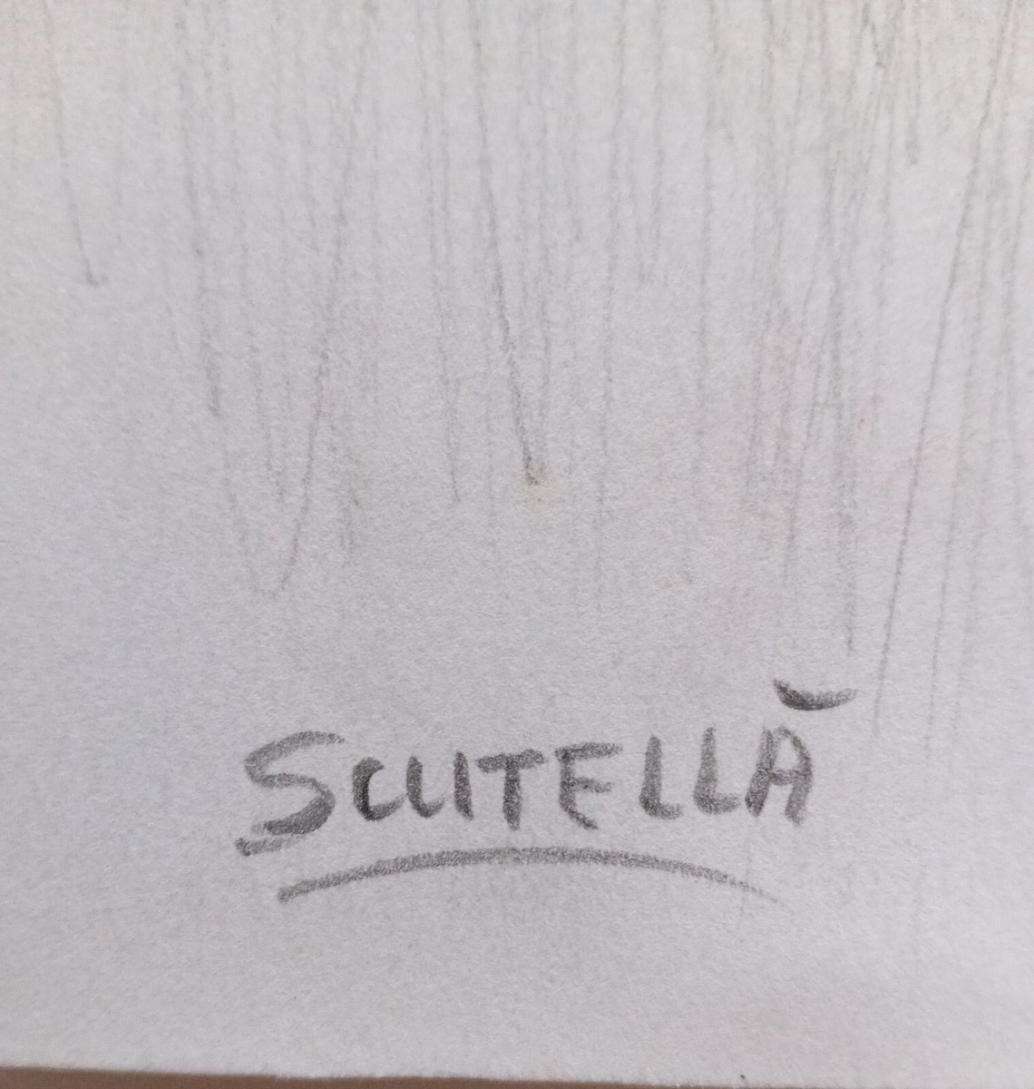 Saverio Scutellà Testa di cavallo Disegno Firmato 34,4x26,3 cm