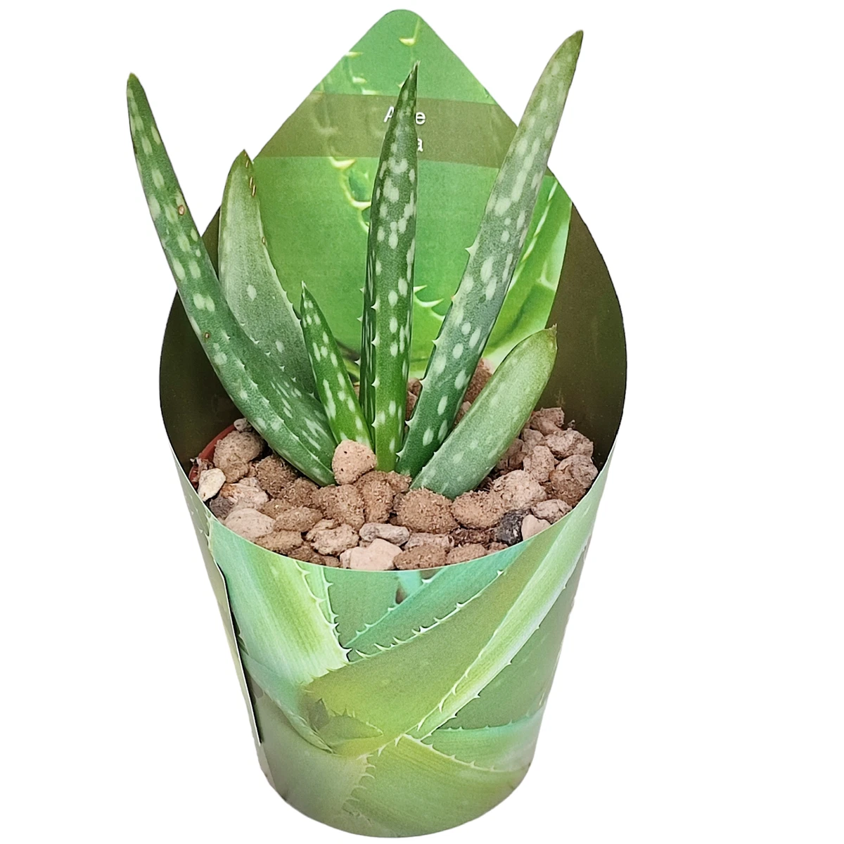 anthurium frydek Alocasia Frydek Variegata