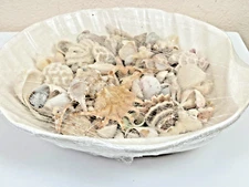Ceramic Shell Dish Assorted Seashells Crafts Beach Decor Brain Coral 4.5 lbs.