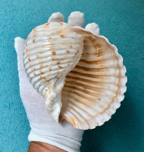 Giant Tun Shell (Tonnidae sp.) ~ 126mm — Nice Collector Specimen/Decor ...