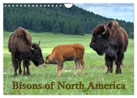 Bisons Of North America (Wall Calendar 2026 DIN A4 Landscape), Calvendo 12...