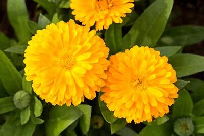 SEEDVILLE USA 500 PACIFIC Beauty YELLOW MARIGOLD Calendula Officinalis Flower Seeds