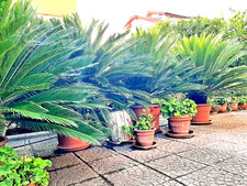 Palma Cycas Trentennale Alta 150 Cm 