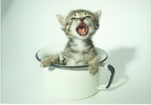 Kitten in Tea Cup Letizia Volpi 1992 Untitled Postcard Cute Cat in Tin Mug - Picture 1 of 3