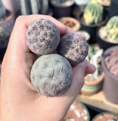 1AM SUCCULENTS Rare Cactus - Tephrocactus Geometricus (Single Ball cutting)