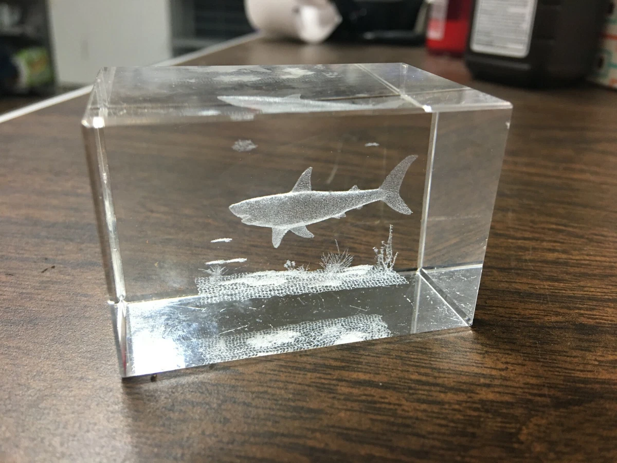 Shark cube sales