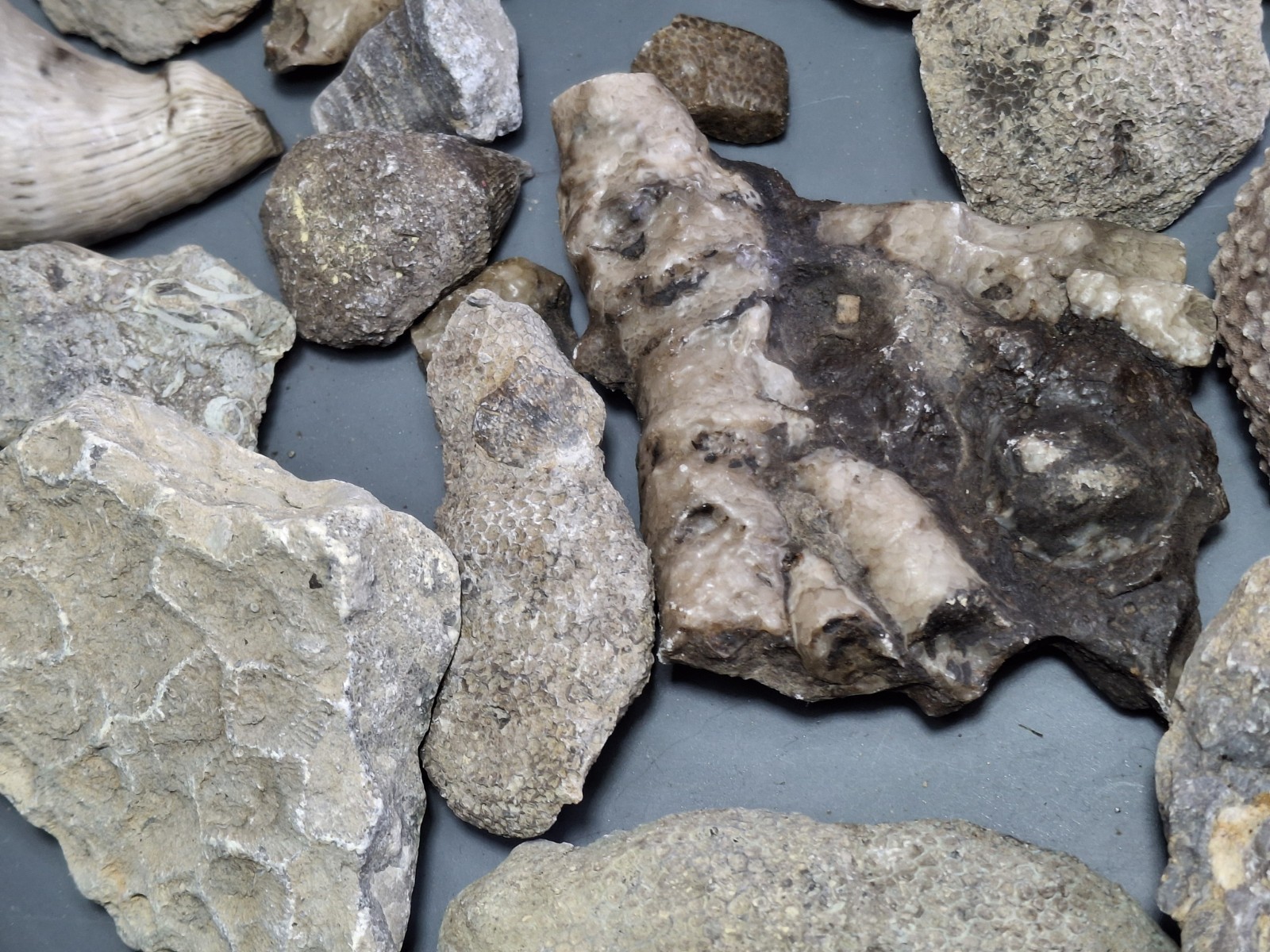 3lb Michigan Gems Best Fossil Lot Devonian Great Lakes USA Fun Specimens 