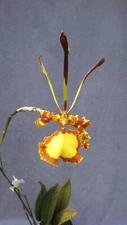 Psychopsis Mendenhall 'Hildos' FCC/AOS, Unusual Orchid, Rooted Plant in 2.5" Pot