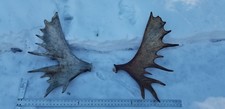 Match Set Alaskan Moose Shed Antlers, Taxidermy, Horn, Wild, Natural, 