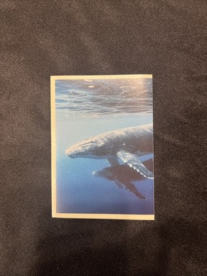 Noi Animali L unione Fa La Forza! Panini Excellent Figure No.102